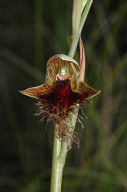 APII jpeg image of Calochilus platychilus  © contact APII