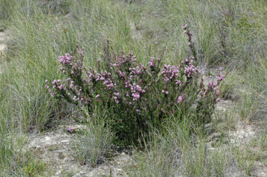 APII jpeg image of Kunzea parvifolia  © contact APII