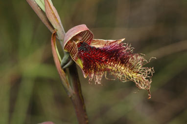 APII jpeg image of Calochilus platychilus  © contact APII