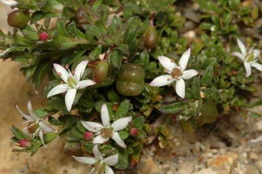 APII jpeg image of Rhytidosporum procumbens  © contact APII