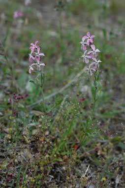 APII jpeg image of Silene gallica var. gallica  © contact APII