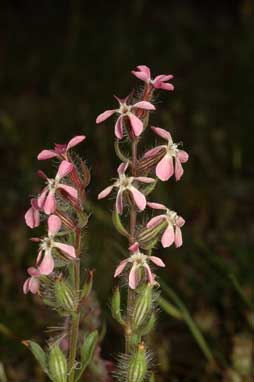 APII jpeg image of Silene gallica var. gallica  © contact APII