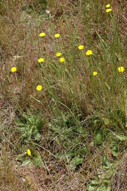 APII jpeg image of Hypochaeris radicata  © contact APII