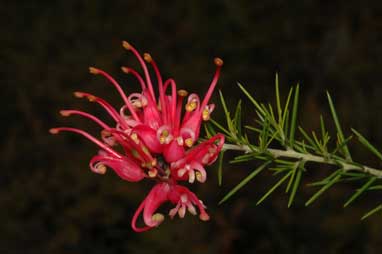 APII jpeg image of Grevillea 'Scarlet Sprite'  © contact APII