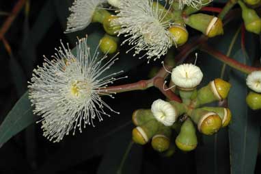 APII jpeg image of Corymbia eximia  © contact APII