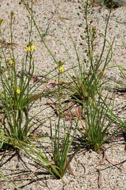 APII jpeg image of Bulbine semibarbata  © contact APII