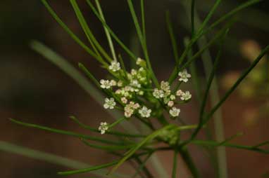 APII jpeg image of Cyclospermum leptophyllum  © contact APII