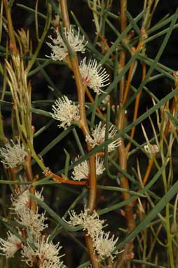 APII jpeg image of Hakea mitchellii  © contact APII