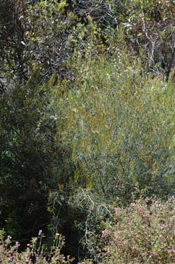 APII jpeg image of Hakea mitchellii  © contact APII