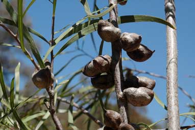 APII jpeg image of Hakea eriantha  © contact APII