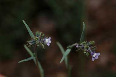 APII jpeg image of Linaria arvensis  © contact APII