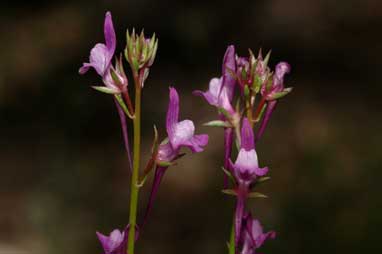 APII jpeg image of Linaria pelisseriana  © contact APII