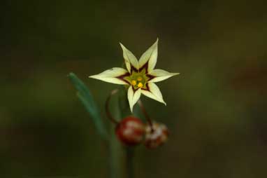 APII jpeg image of Sisyrinchium rosulatum  © contact APII