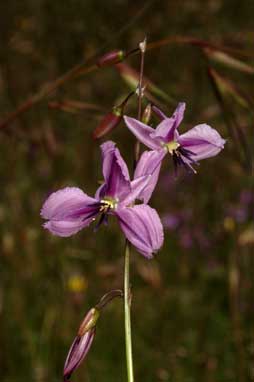 APII jpeg image of Arthropodium fimbriatum  © contact APII