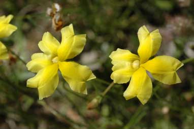 APII jpeg image of Goodenia pinnatifida  © contact APII