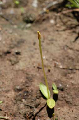 APII jpeg image of Ophioglossum lusitanicum  © contact APII
