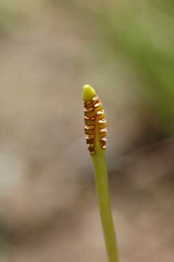 APII jpeg image of Ophioglossum lusitanicum  © contact APII