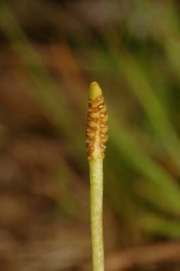 APII jpeg image of Ophioglossum lusitanicum  © contact APII