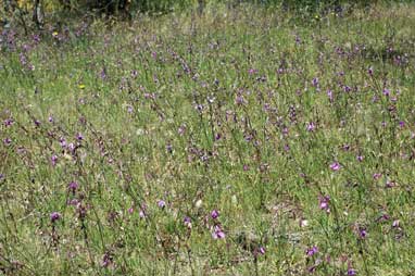 APII jpeg image of Arthropodium fimbriatum  © contact APII