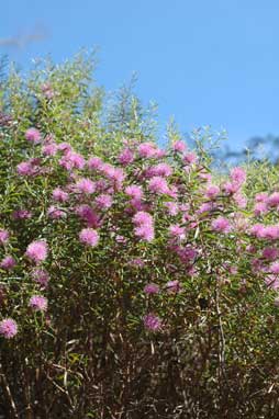 APII jpeg image of Melaleuca pentagona  © contact APII