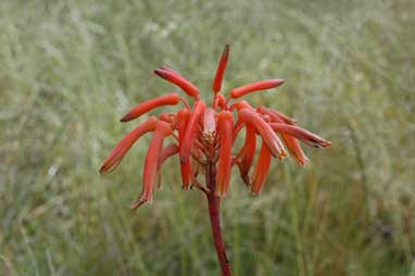 APII jpeg image of Aloe maculata  © contact APII