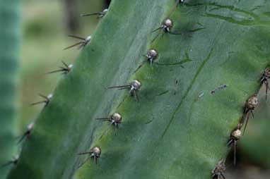 APII jpeg image of Echinopsis pachanoi  © contact APII