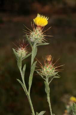 APII jpeg image of Centaurea melitensis  © contact APII