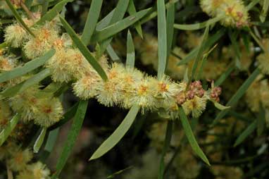 APII jpeg image of Acacia oswaldii  © contact APII