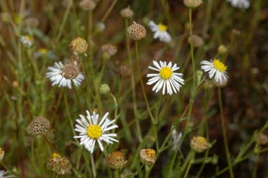 APII jpeg image of Brachyscome ciliaris var. ciliaris  © contact APII