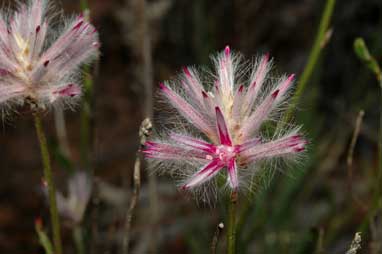 APII jpeg image of Ptilotus semilanatus  © contact APII