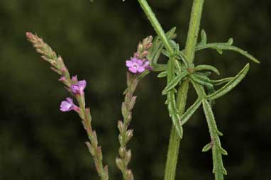 APII jpeg image of Verbena gaudichaudii  © contact APII