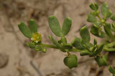 APII jpeg image of Zygophyllum iodocarpum  © contact APII