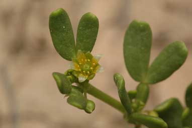 APII jpeg image of Zygophyllum iodocarpum  © contact APII