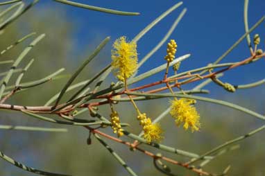 APII jpeg image of Acacia sibirica  © contact APII