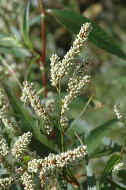 APII jpeg image of Persicaria lapathifolia  © contact APII