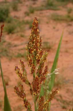 APII jpeg image of Sorghum bicolor  © contact APII