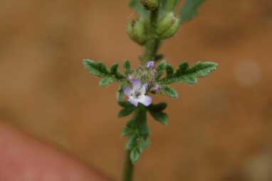 APII jpeg image of Verbena supina  © contact APII