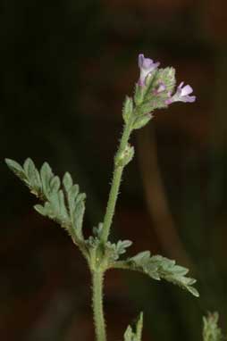 APII jpeg image of Verbena supina  © contact APII