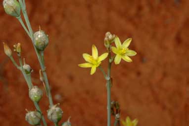 APII jpeg image of Bulbine alata  © contact APII