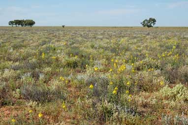 APII jpeg image of Bulbine fraseri  © contact APII