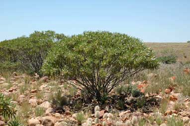 APII jpeg image of Eremophila freelingii  © contact APII