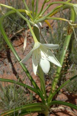 APII jpeg image of Crinum flaccidum  © contact APII