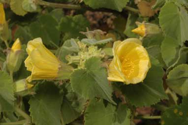 APII jpeg image of Abutilon leucopetalum  © contact APII