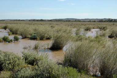 APII jpeg image of Eragrostis australasica  © contact APII