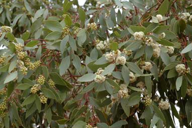 APII jpeg image of Eucalyptus populnea  © contact APII