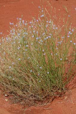 APII jpeg image of Wahlenbergia communis  © contact APII