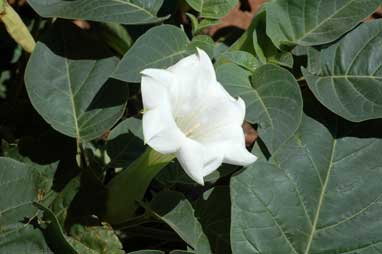 APII jpeg image of Datura inoxia  © contact APII