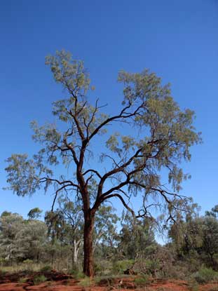 APII jpeg image of Acacia excelsa  © contact APII