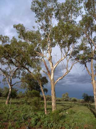 APII jpeg image of Eucalyptus intertexta  © contact APII