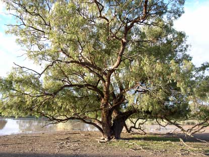 APII jpeg image of Eucalyptus largiflorens  © contact APII